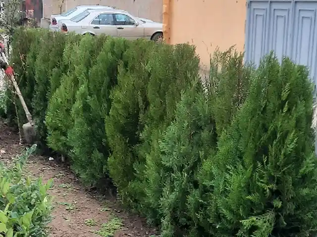 Арчаи Туйя Заборный, Душанбе