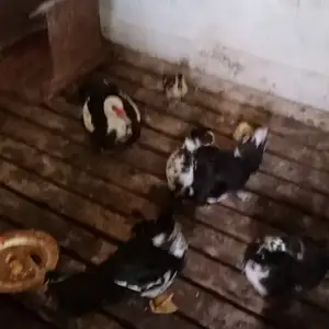 Мургоби, Душанбе