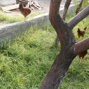 Мурги ломан, Худжанд