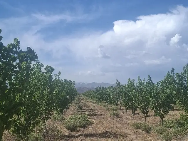 Сад на продажу, Шахраки Сайхун, Худжанд