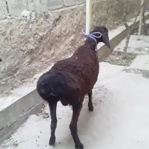 Кушкор, Душанбе