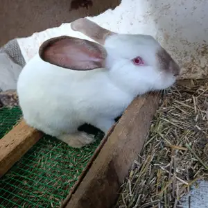 Калифорнийский кролик, Душанбе
