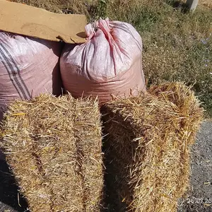 Пресс, Душанбе