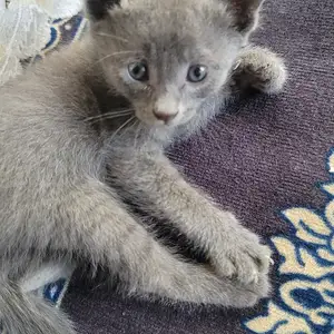 Шотландская кошка, Душанбе