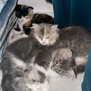 Кошки, Душанбе