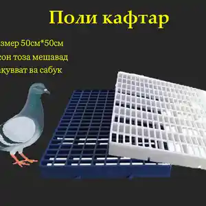 Пол для голубей кафтар, Душанбе