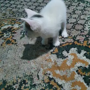 Котята, Бобоҷон Ғафуров