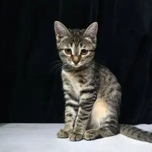 Кошка, Худжанд