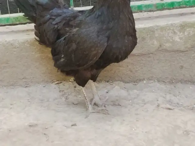 Мурғи тухм кун, Душанбе