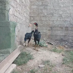 Дакан, Вахдат