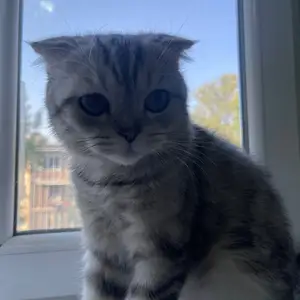 Шотландская вислоухая кошка, Турсунзаде