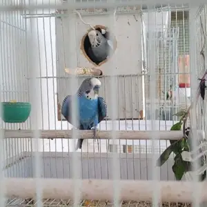 Попугай, Душанбе