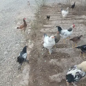 Мурги брама, Душанбе