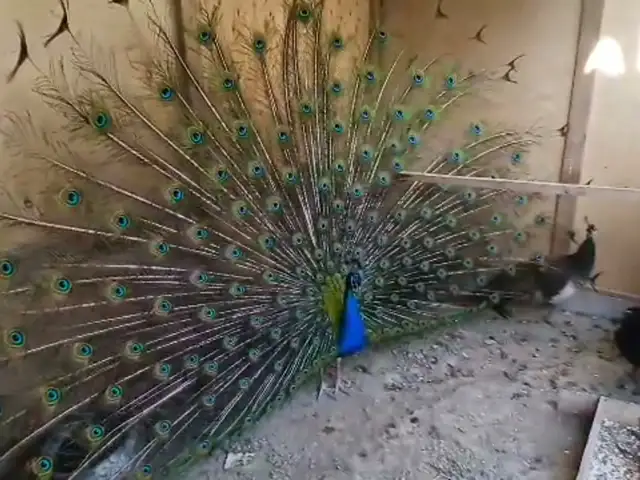 Товус, Спитамен