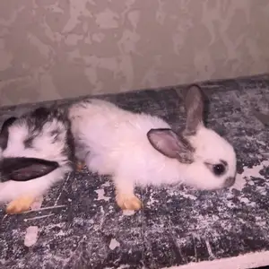 Харгушчаҳо, Душанбе