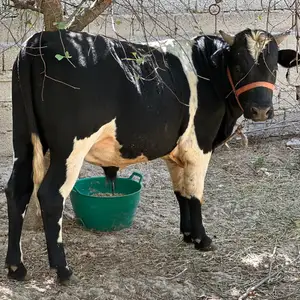 Гови зоти, Душанбе