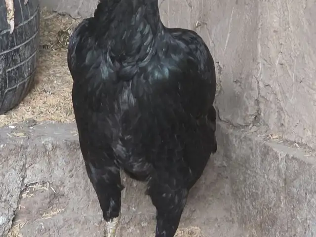 Хурус Гоной карейс, Турсунзаде