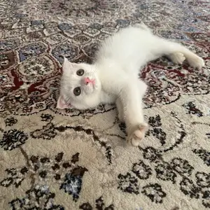 Чистокровная Шотландская вислоухая, Душанбе