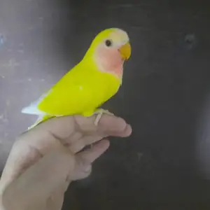 Попугай, Душанбе