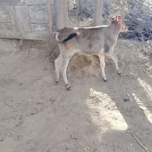 Гуночин, Яван