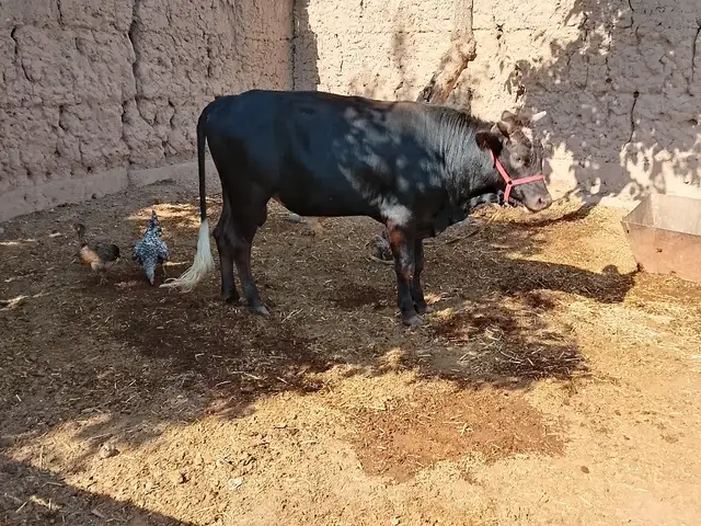 Букача, Турсунзаде