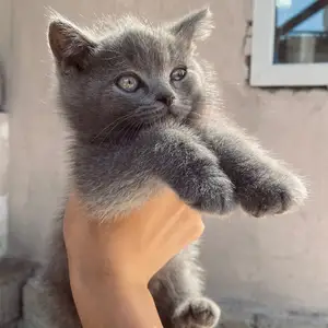 Британский котенок, Душанбе
