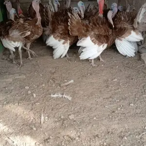 Индюкхои Сурх, Душанбе