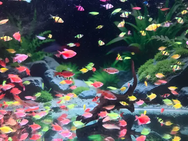 Рыбки Glo Fish, Худжанд
