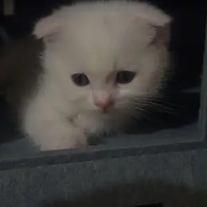 Шотландский вислоухий котенок, Душанбе