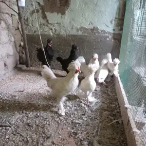 Тухми султанка, Рудаки