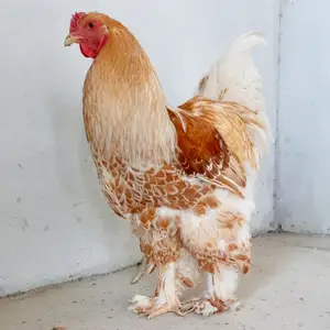 Чӯҷаи Брама, Худжанд