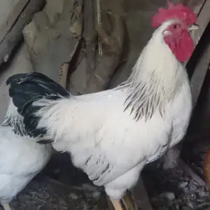 Хурузи рябушка, Душанбе