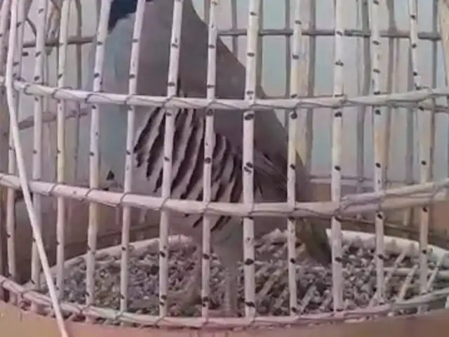 Кабк, Душанбе