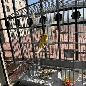 Канарейка Нар, Душанбе