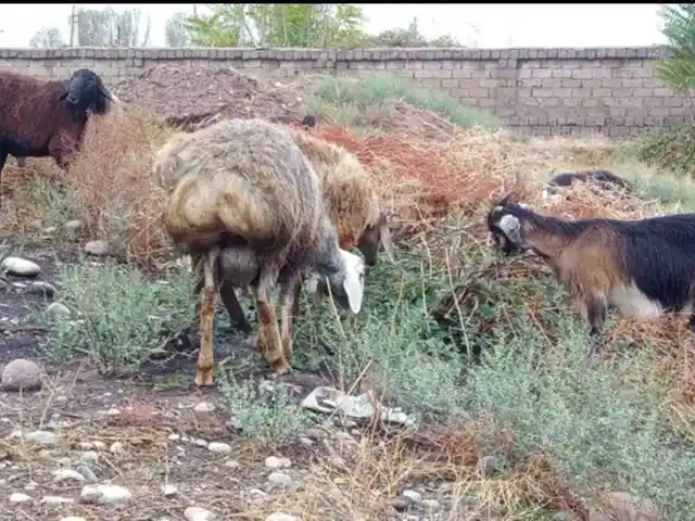 Гусфанд, Душанбе