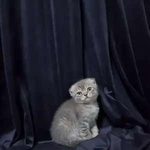 Шотландские вислоухие котята, Хуҷанд
