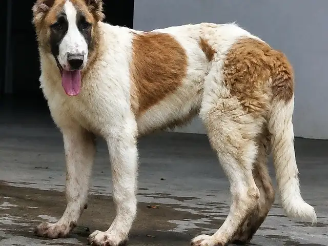 Щенок, Худжанд