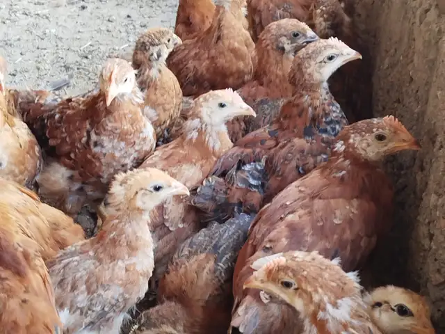 Чучахои Ломан Браун корейский, Худжанд