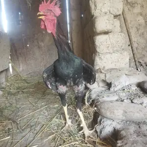 Дакан, Бохтар (Курган-Тюбе)