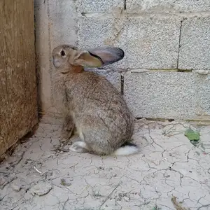 Харгушҳои нар, Худжанд