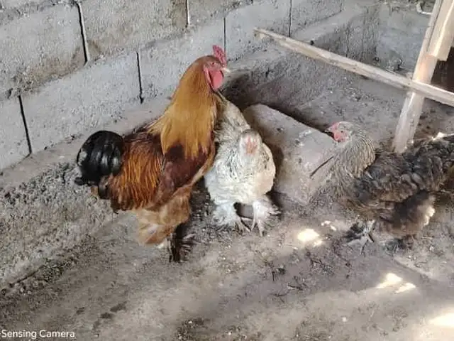 Мурги Галанский Брама, Бохтар (Курган-Тюбе)