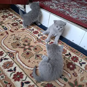 Кошки, Душанбе