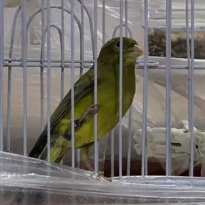 Канарейка, Душанбе