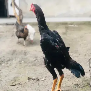 Дакан, Душанбе
