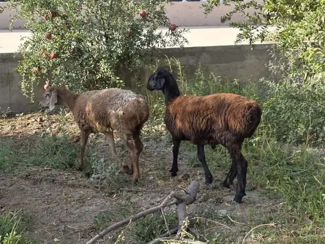 Кушкор ва солук, Худжанд