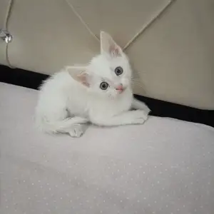 Котенок, Худжанд