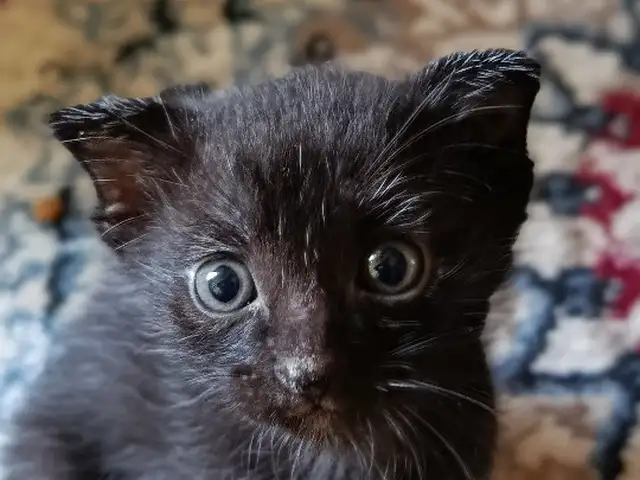 Вислоухий котенок, Душанбе