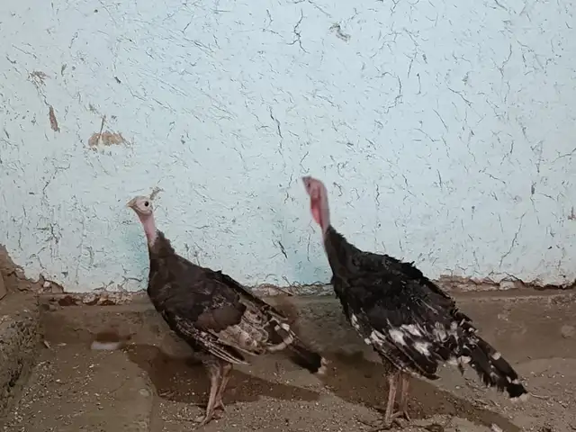 Индюк, Конибодом