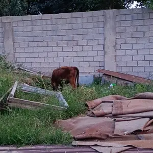 Гов бо ду гусола, Шахринав
