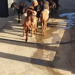 Баррахо, Вахдат